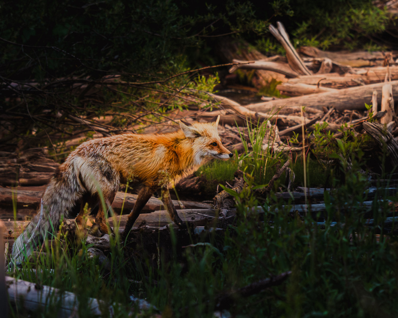 A red fox with sunlit fur moves low through green grass among fallen grey logs in shadowed forest.