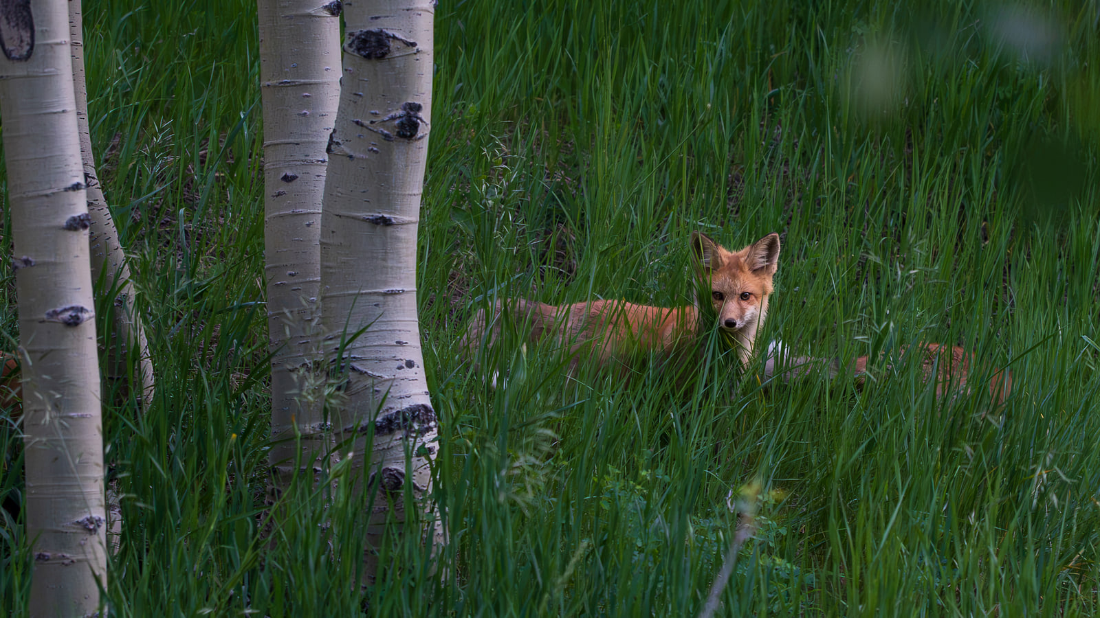 A red fox resting in tall green grass beside white aspen trunks, looking toward the camera.