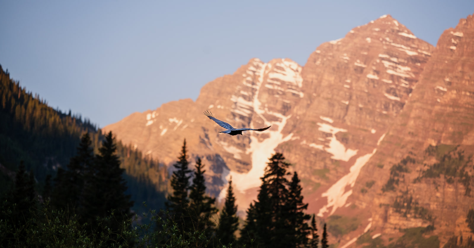 A raptor glides with wings outstretched in front of a steep mountain face lit pink by sunrise, above a dark line of pine trees.