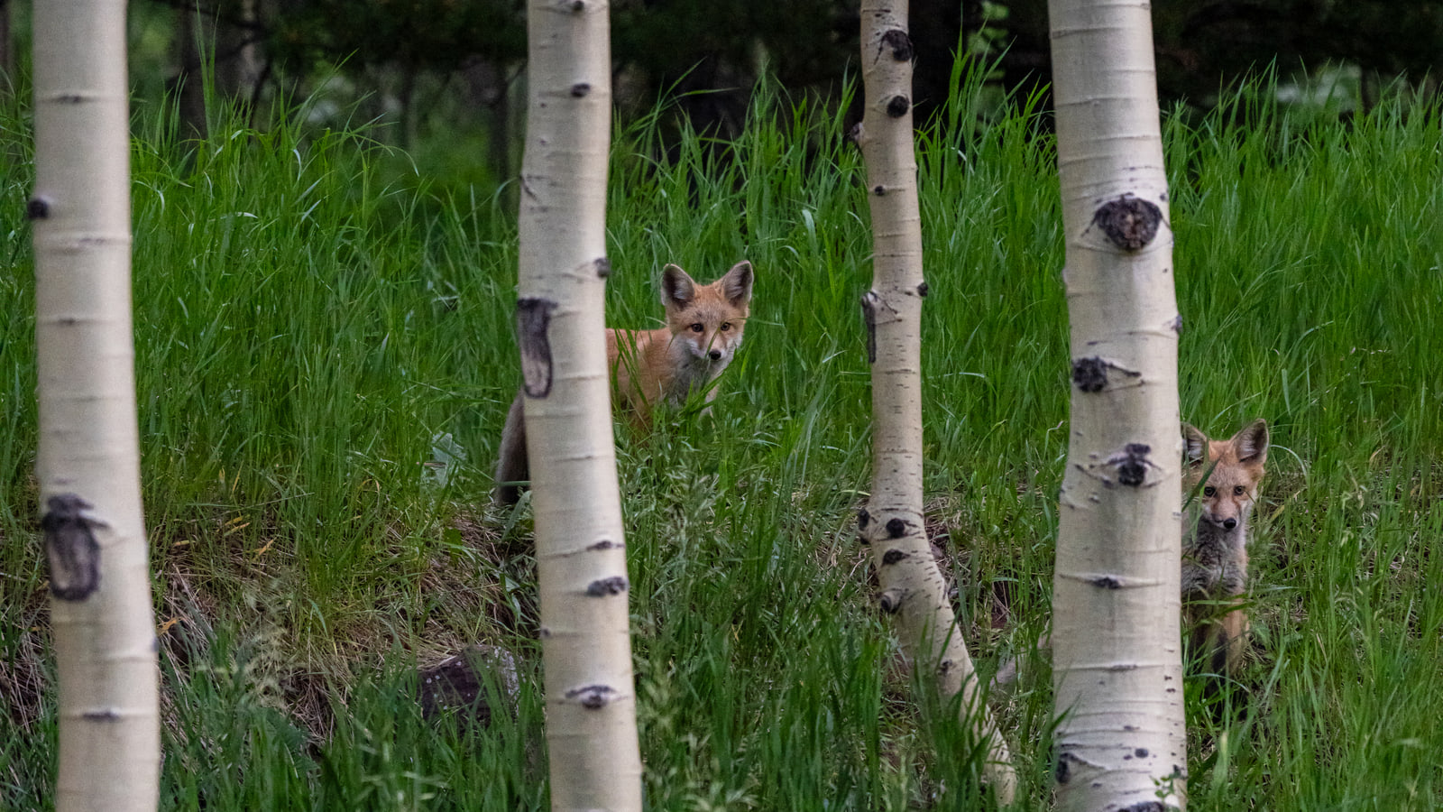 Two young red foxes look toward the camera from behind the white trunks of an aspen grove in tall green grass.