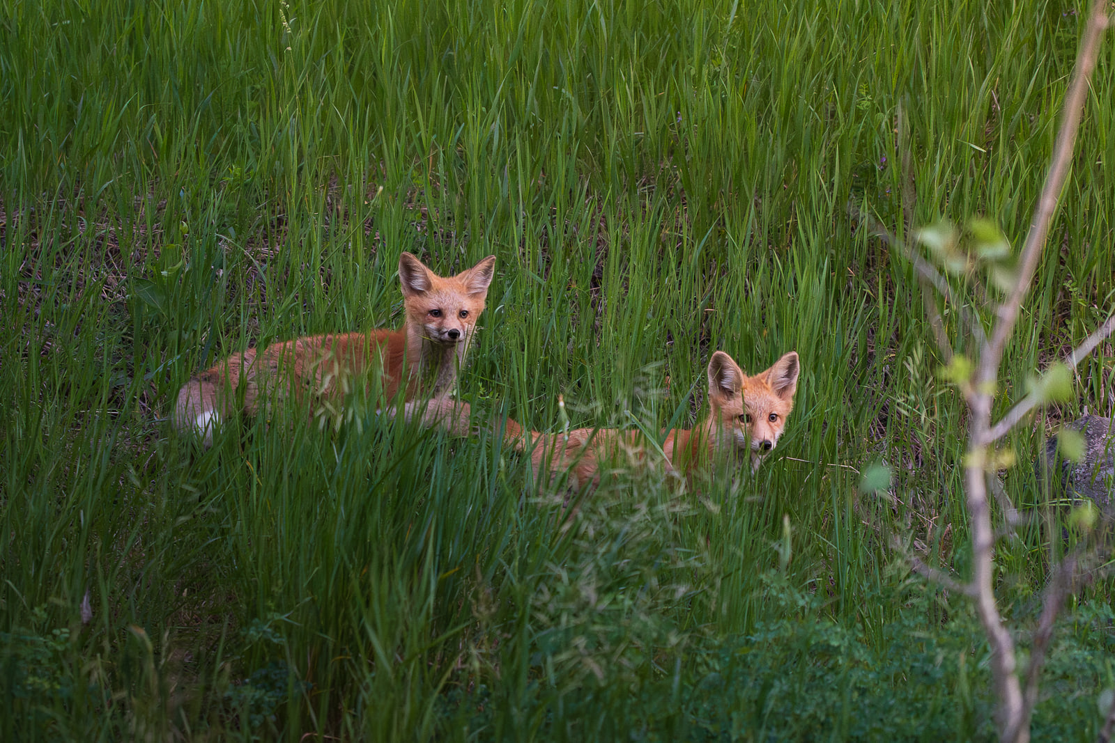 Two red foxes rest in tall green grass on a hillside, both looking toward the camera.