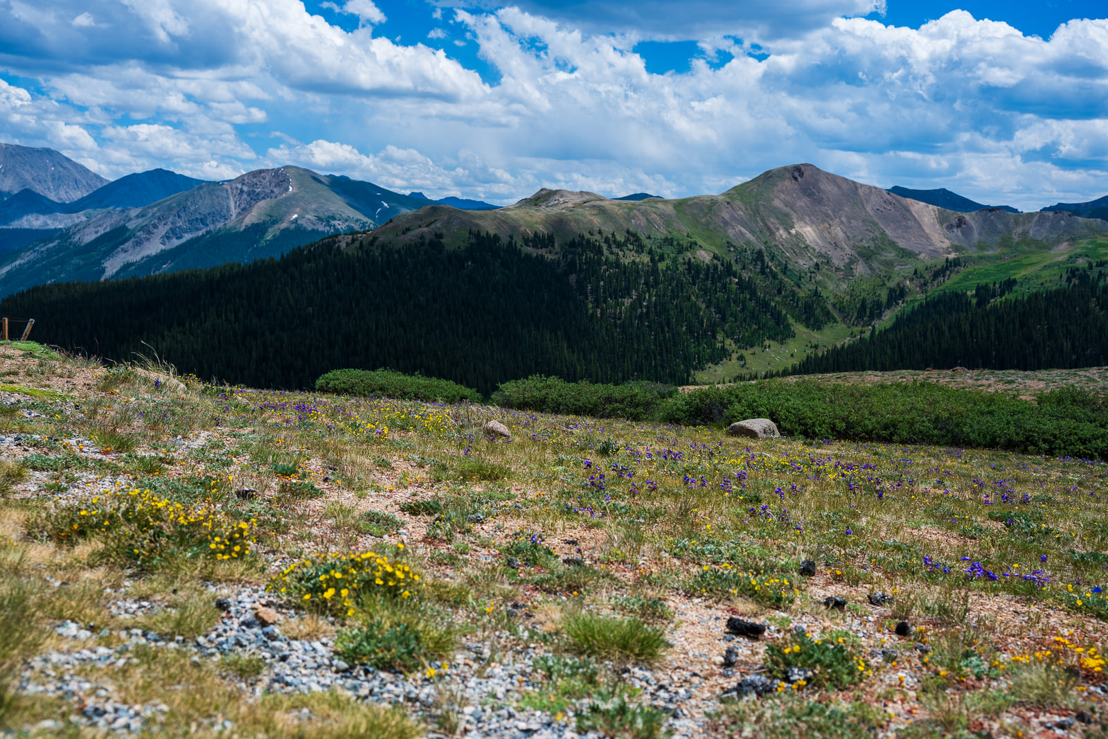 Yellow wildflowers scattered across a gravelly alpine tundra slope, with a forested ridge and rocky peaks beyond.