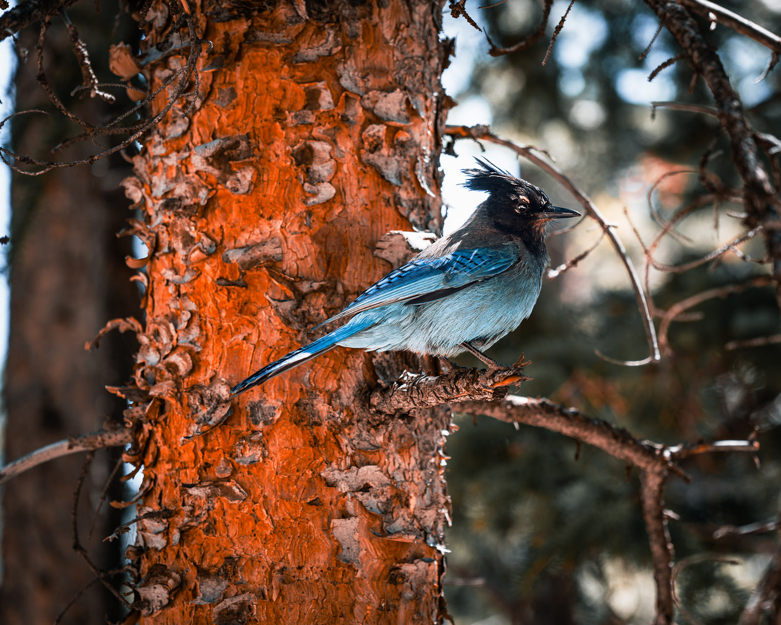 A blue Steller's jay with a black crest perched on the side of a pine trunk with bright orange bark.