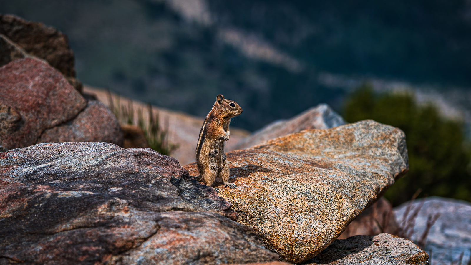 A golden-mantled ground squirrel stands upright on a sunlit slab of pink granite against a dark blurred background.