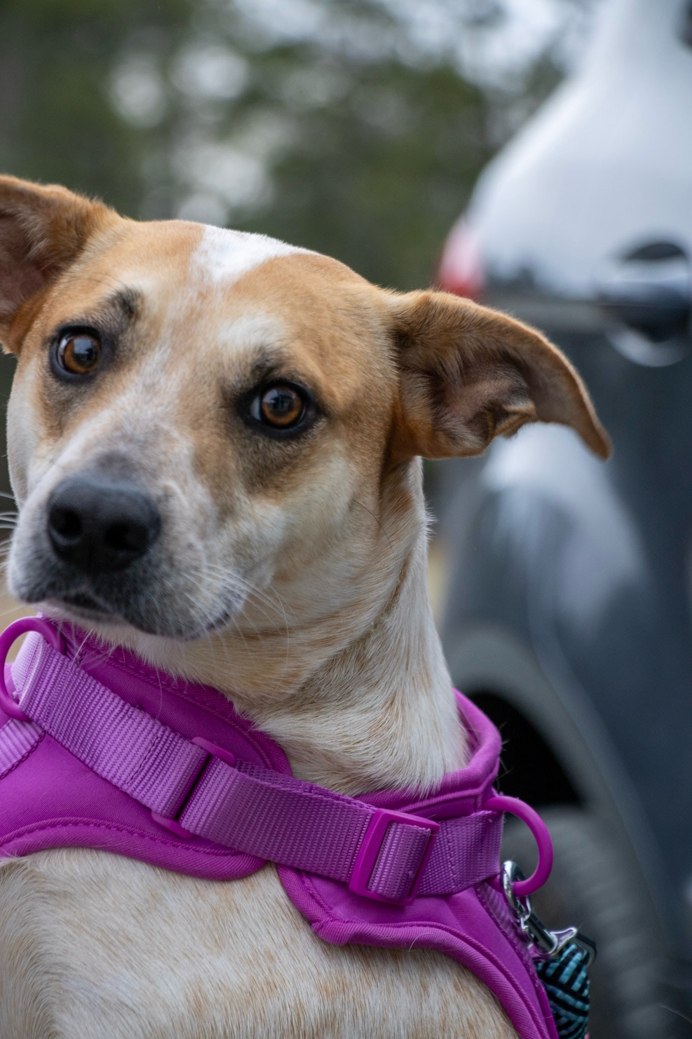 In front of a blurry grey car and trees, a tan and white dog with a white forehead patch and one folded ear tip looks back at the camera.