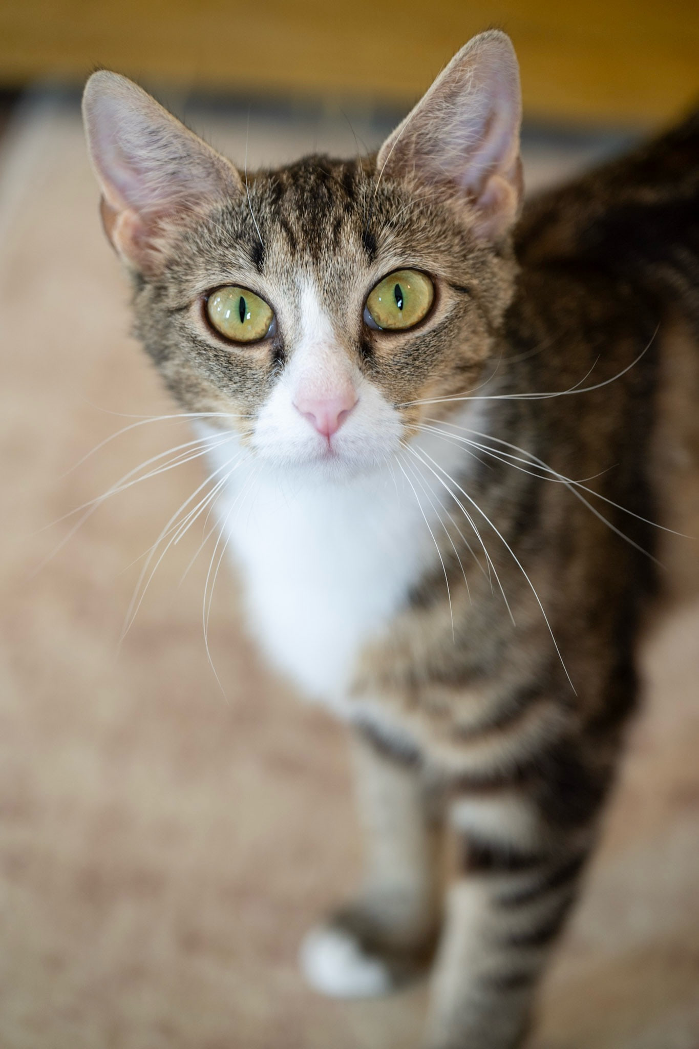 A grey-brown striped cat with a white chest, pink nose and large ears faces the camera from below, with a yellow wall blurred at the top.
