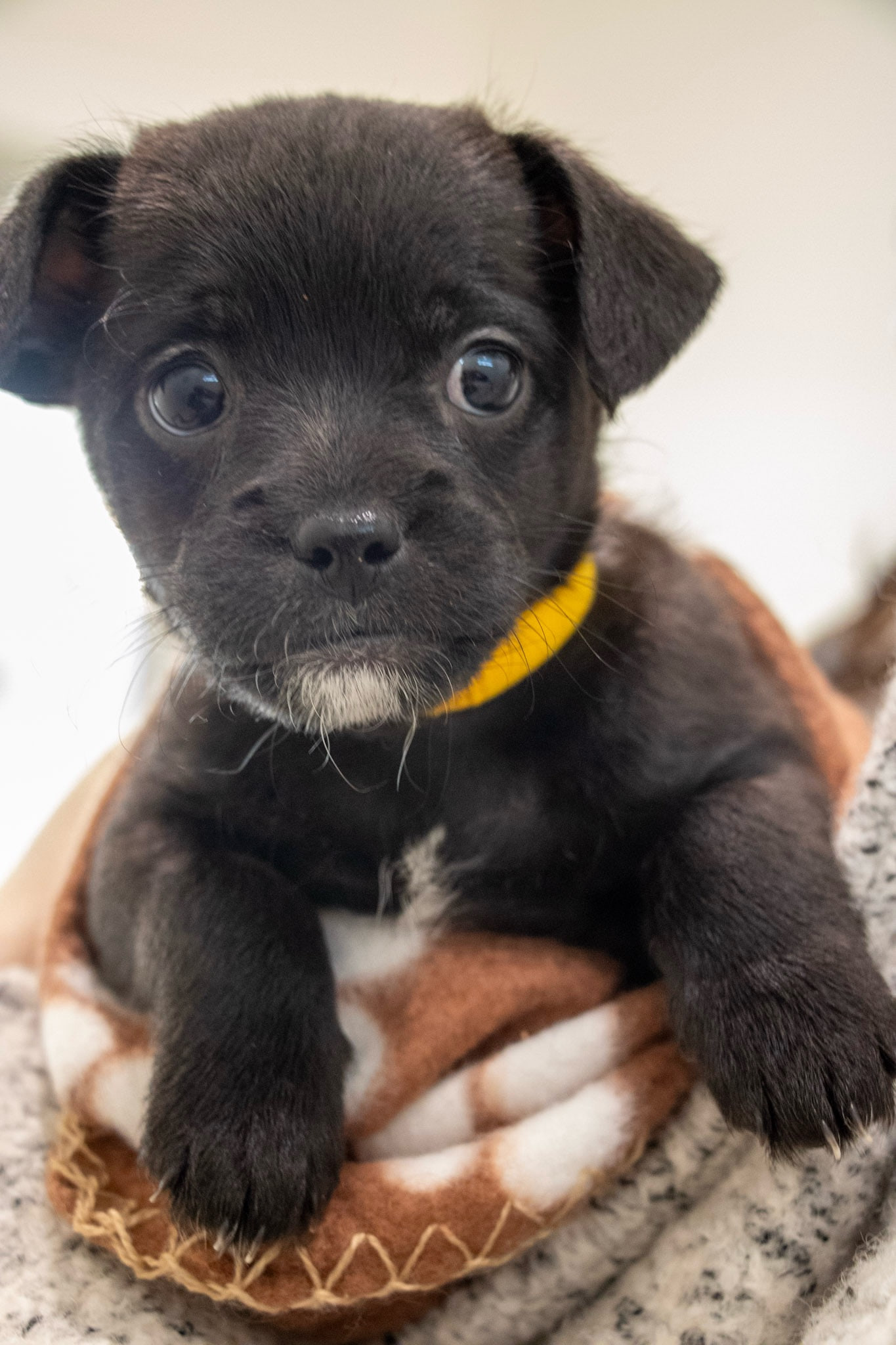 A small puppy with big dark eyes and folded ears drapes its front paws over a rolled brown and white fleece and looks into the camera.