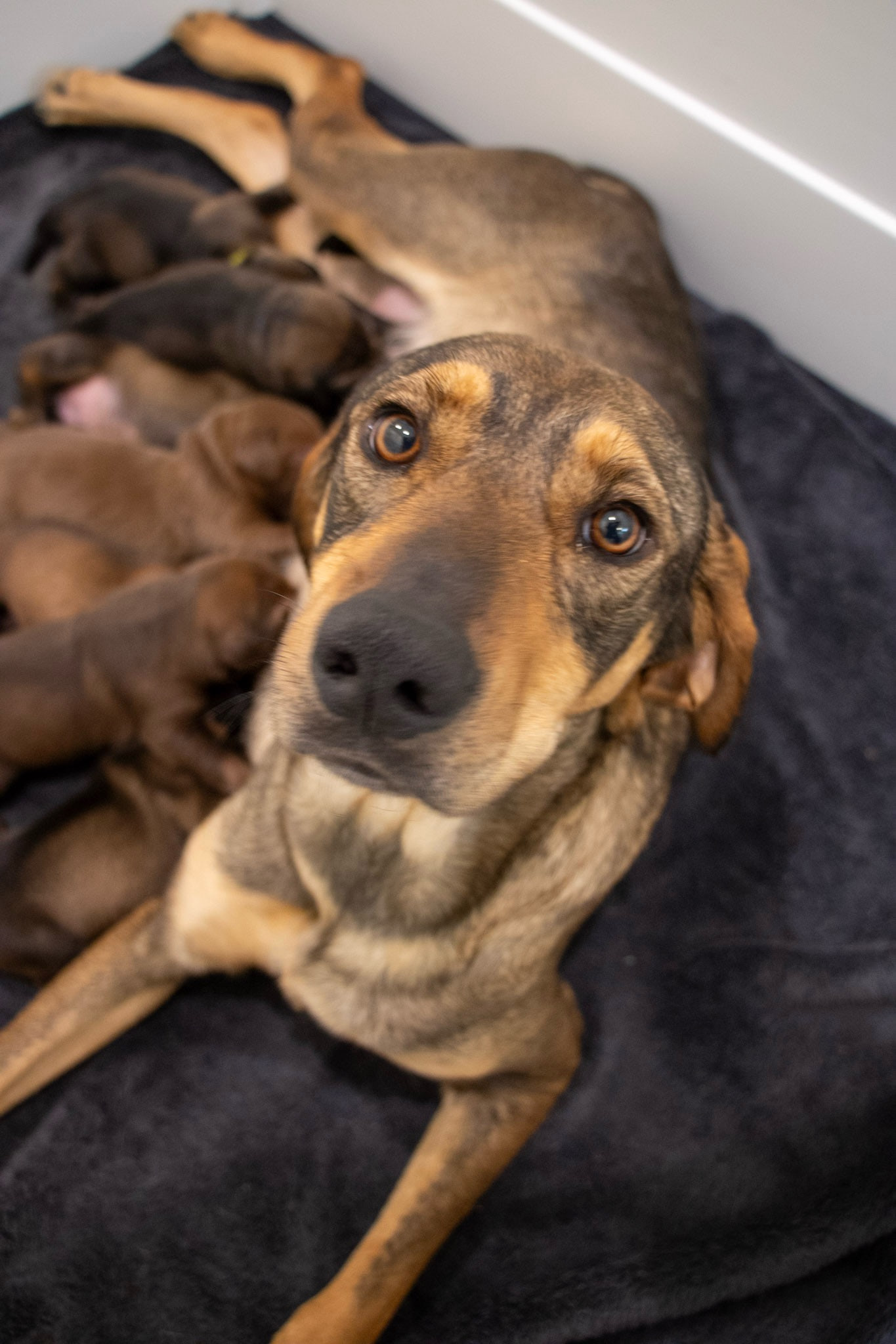 A mother dog lying on a dark blanket in a white-walled pen looks up at the camera, with a litter of puppies against her belly.