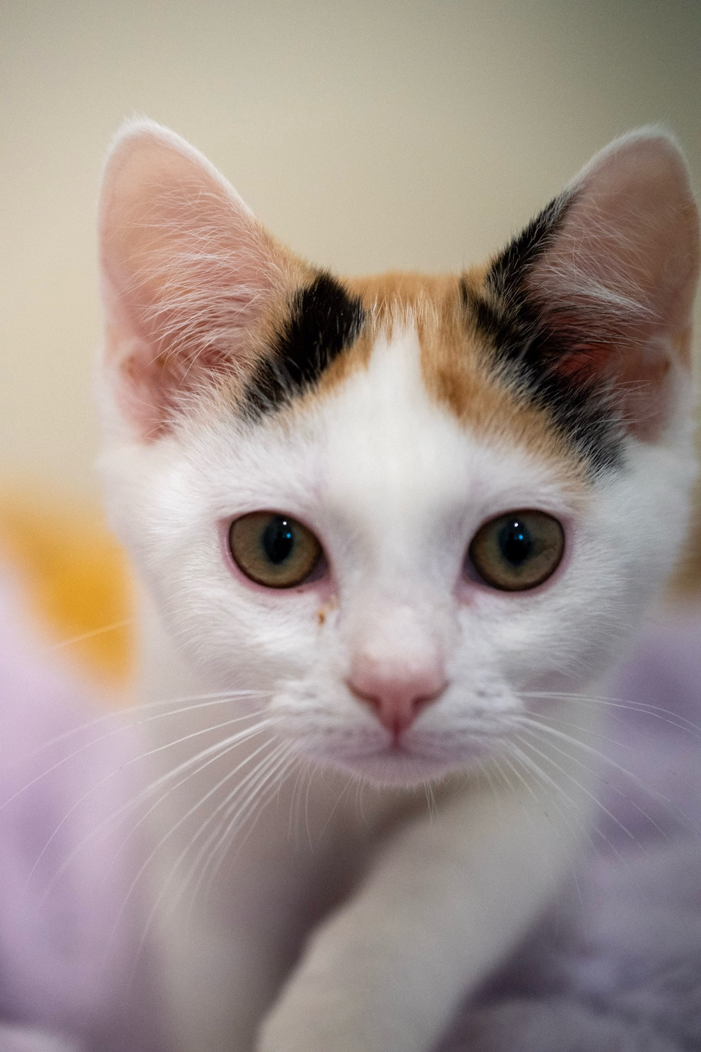 A white kitten with green-gold eyes and black and orange patches at the base of its ears faces the camera in front of a beige wall.