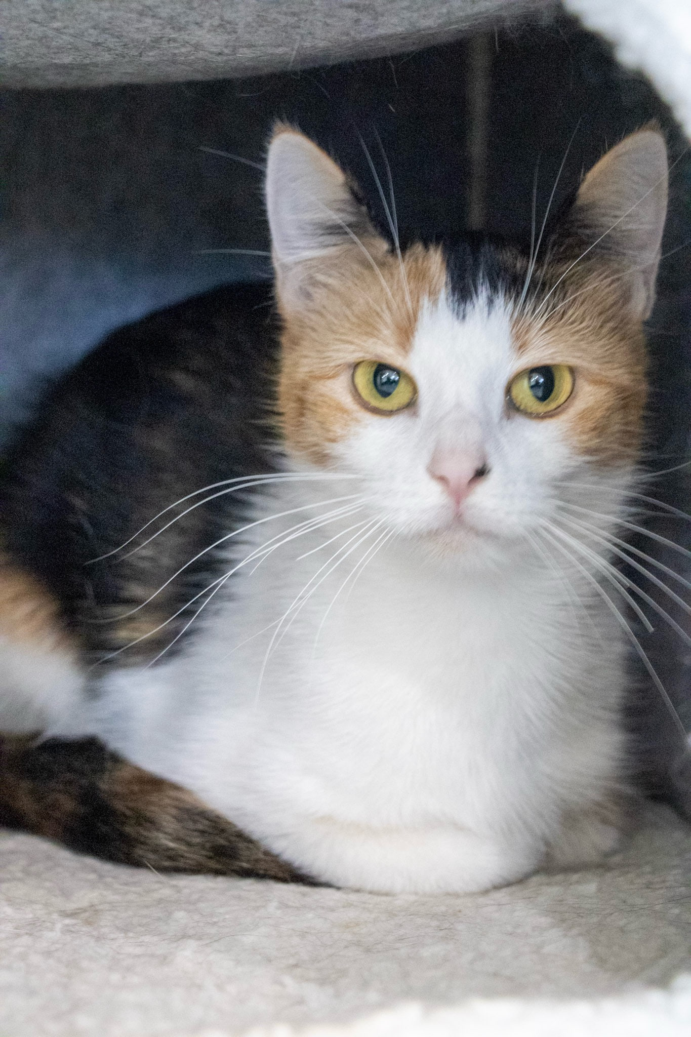 A cat with a white chest, orange cheeks and yellow-green eyes lies under a grey felt roof with its paws tucked in, and the space behind it is dark.