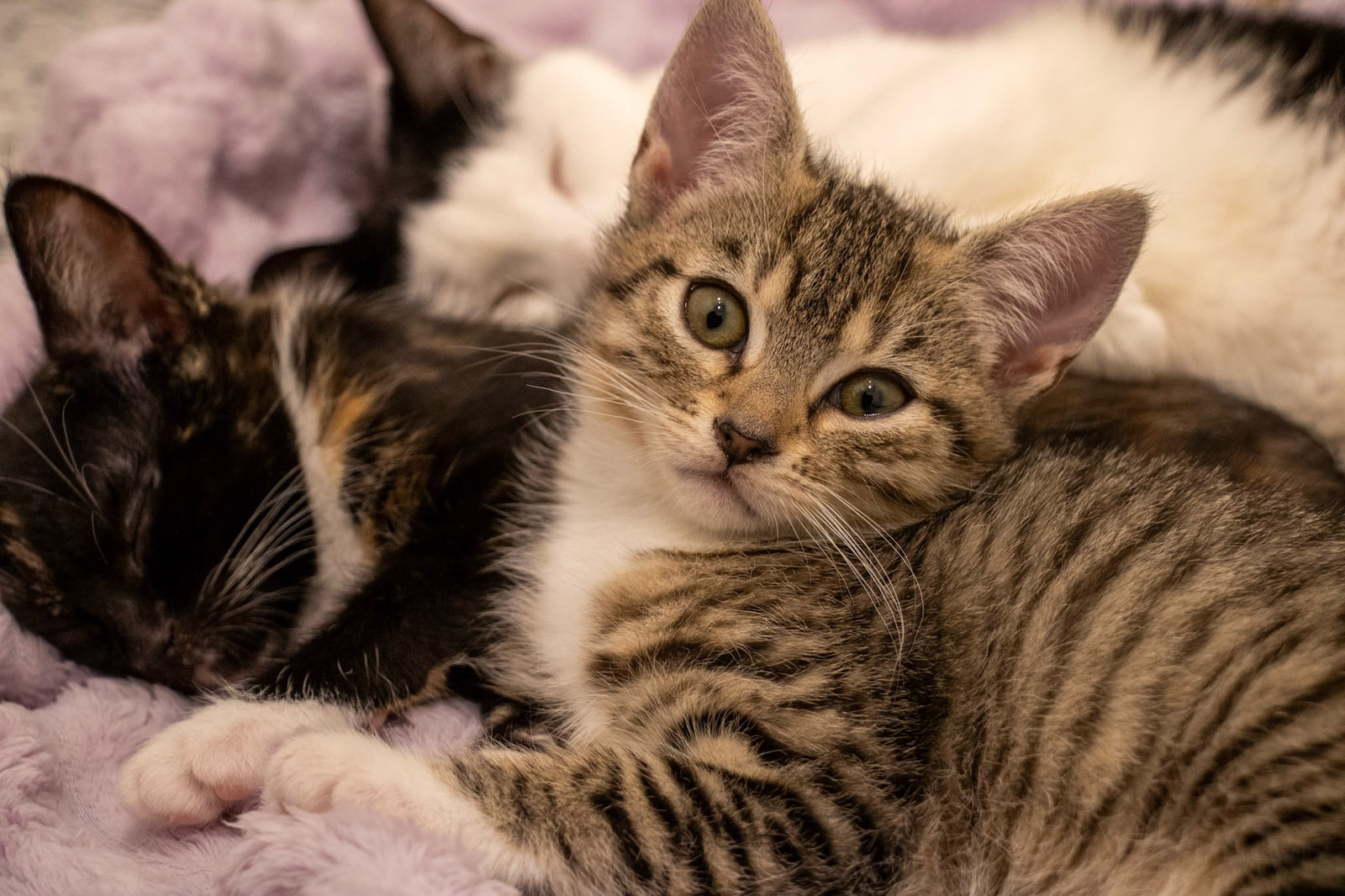 A striped kitten with white paws lies on a lilac fleece with its eyes open, while a dark kitten and a black and white cat sleep against it.