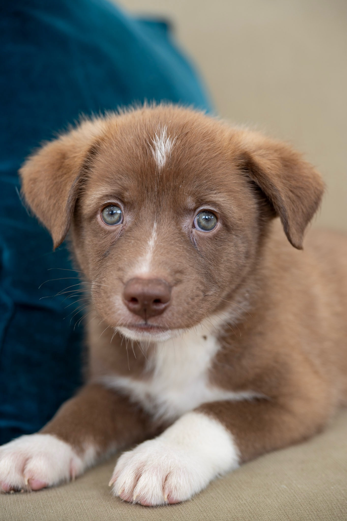 A floppy-eared puppy with a red-brown coat lies on a beige couch beside a blurred teal cushion, its chest and front paws white.