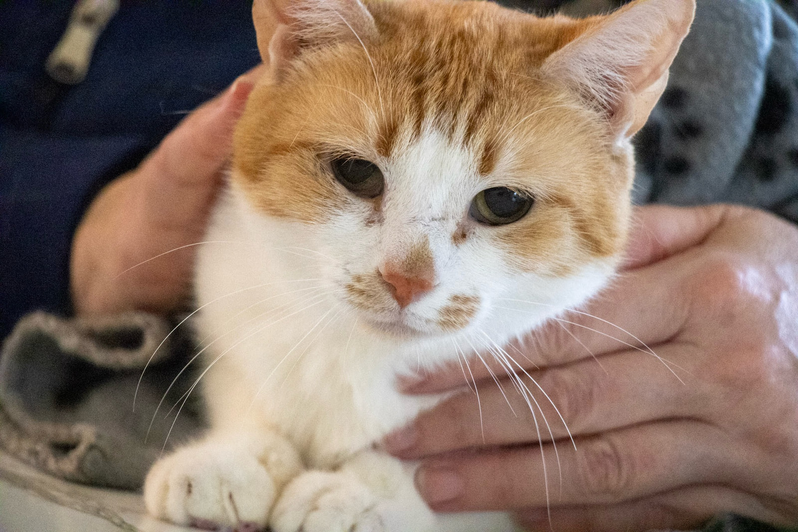 A cat with an orange head, white muzzle and half-closed eyes sits against a navy zip-up top, one hand behind its neck and another at its chest.