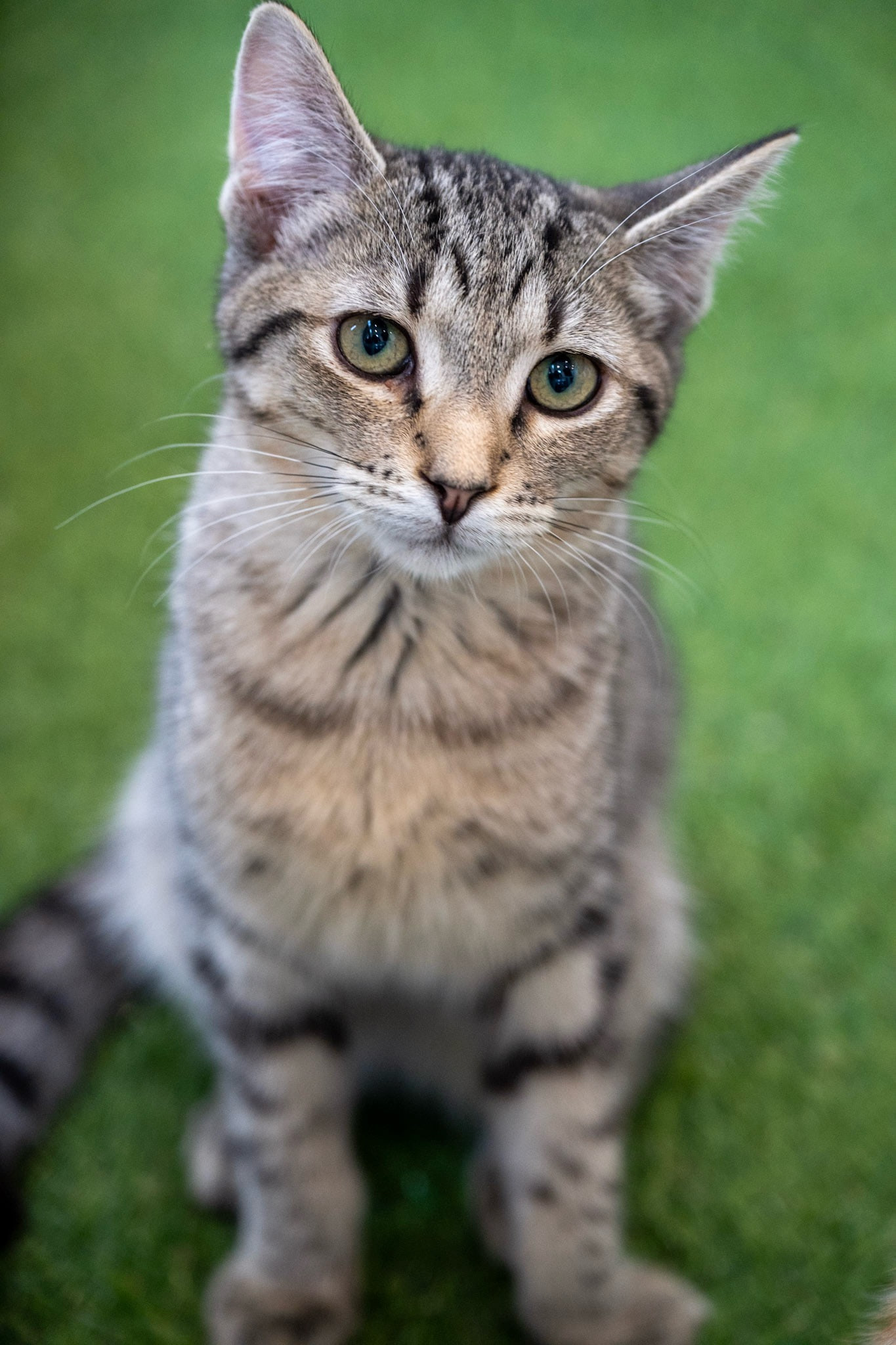 A grey-brown striped cat with a buff chest, big pink-lined ears and green-gold eyes sits upright and looks up at the camera.