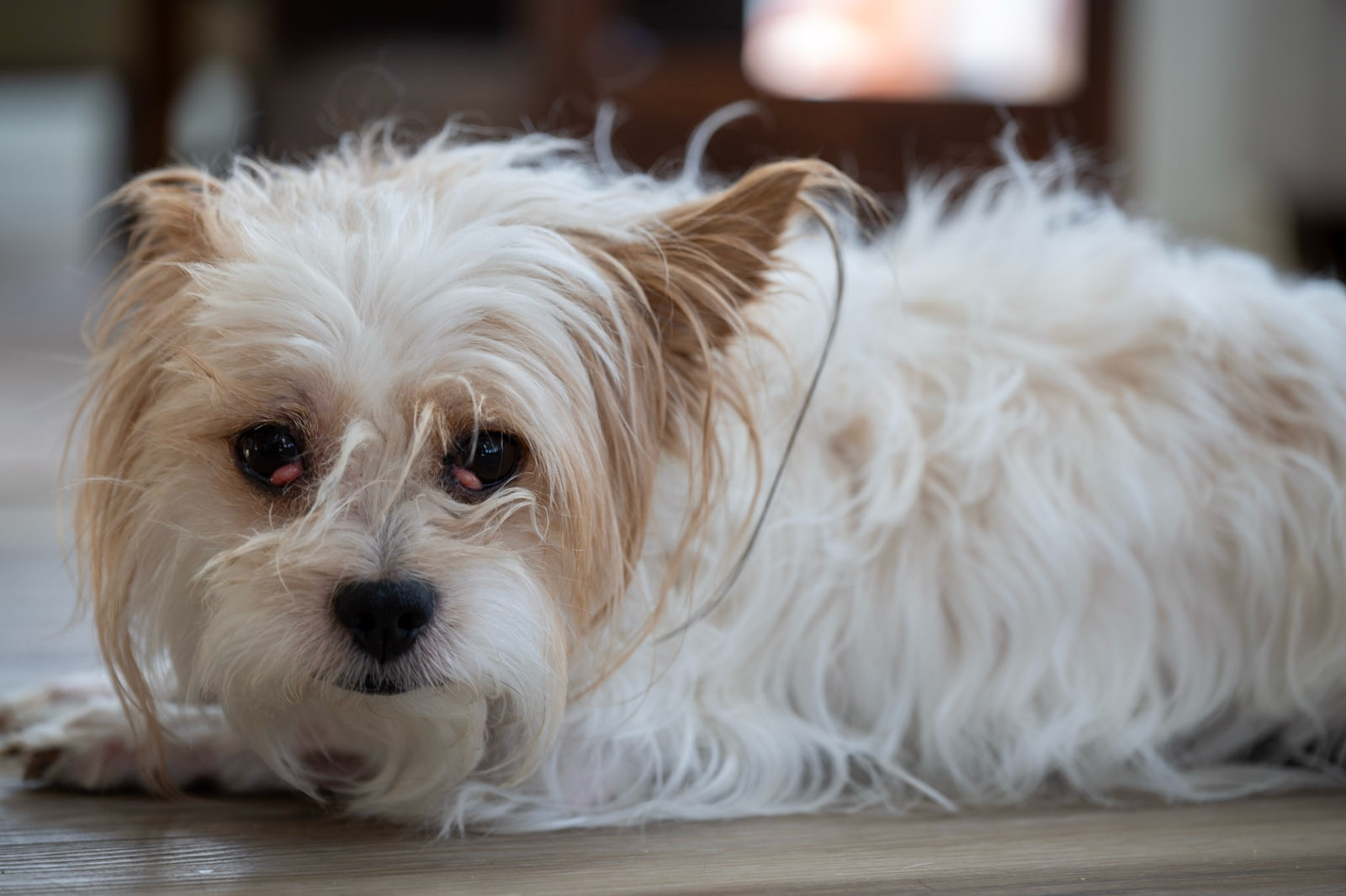 A scruffy long-haired dog with tan ears lies flat and looks at the camera, its chin near an outstretched paw and dark furniture blurred behind.