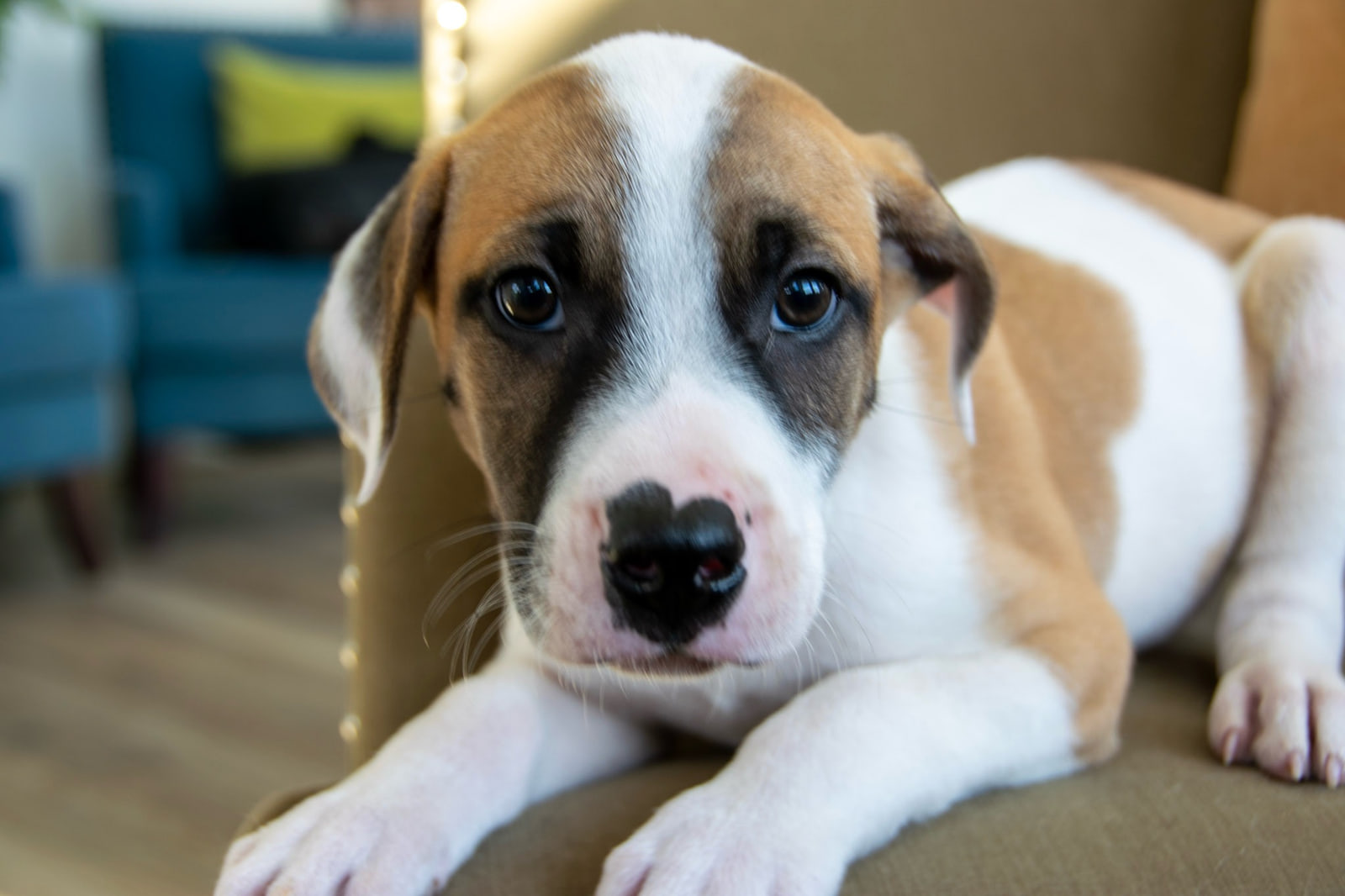 A white and tan puppy with dark eye patches lies on an olive seat and looks at the camera, its front paws stretched out toward the lens.