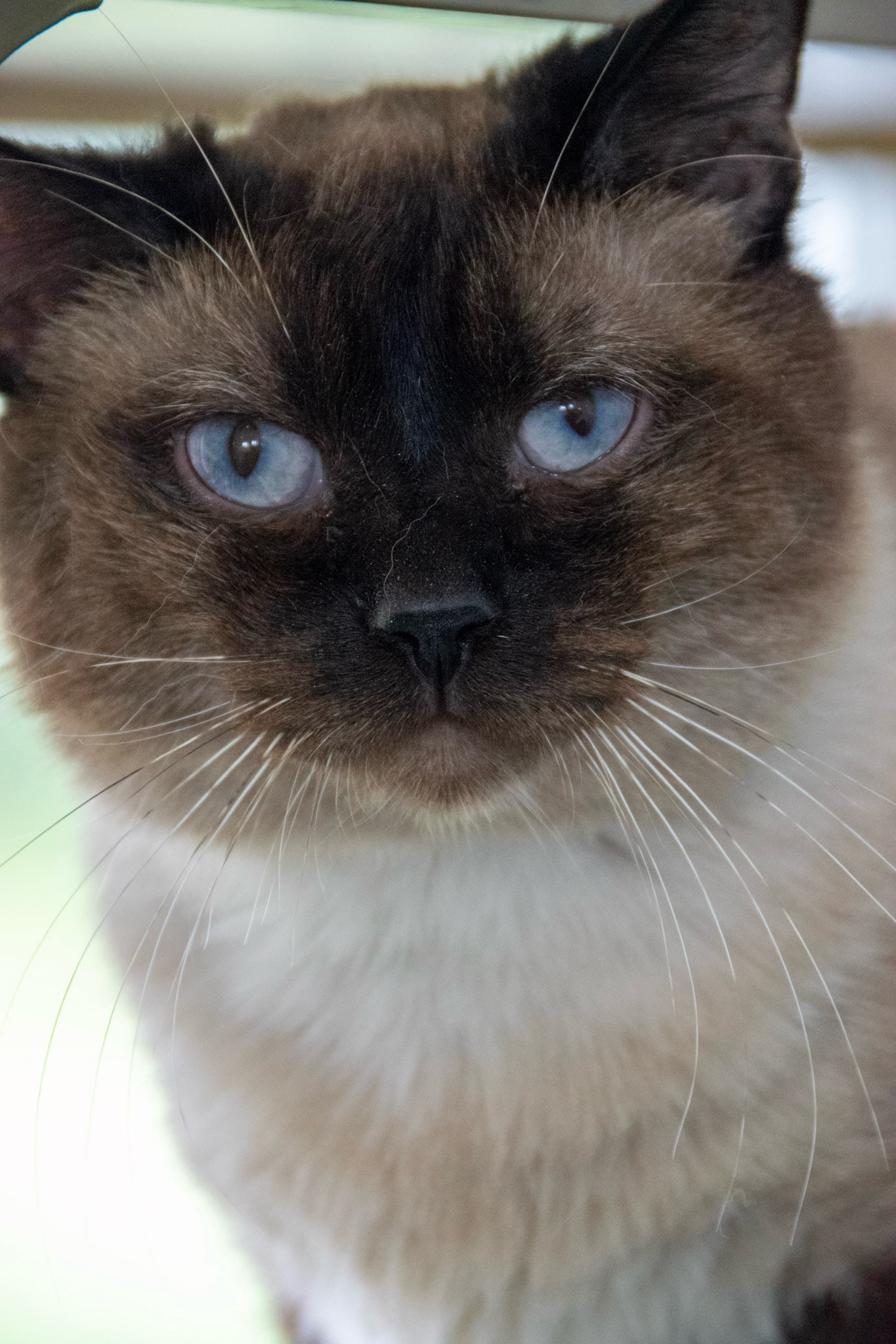 A cat with a dark brown face and ears looks straight at the camera with pale blue eyes, and long white whiskers spread over its white chest.
