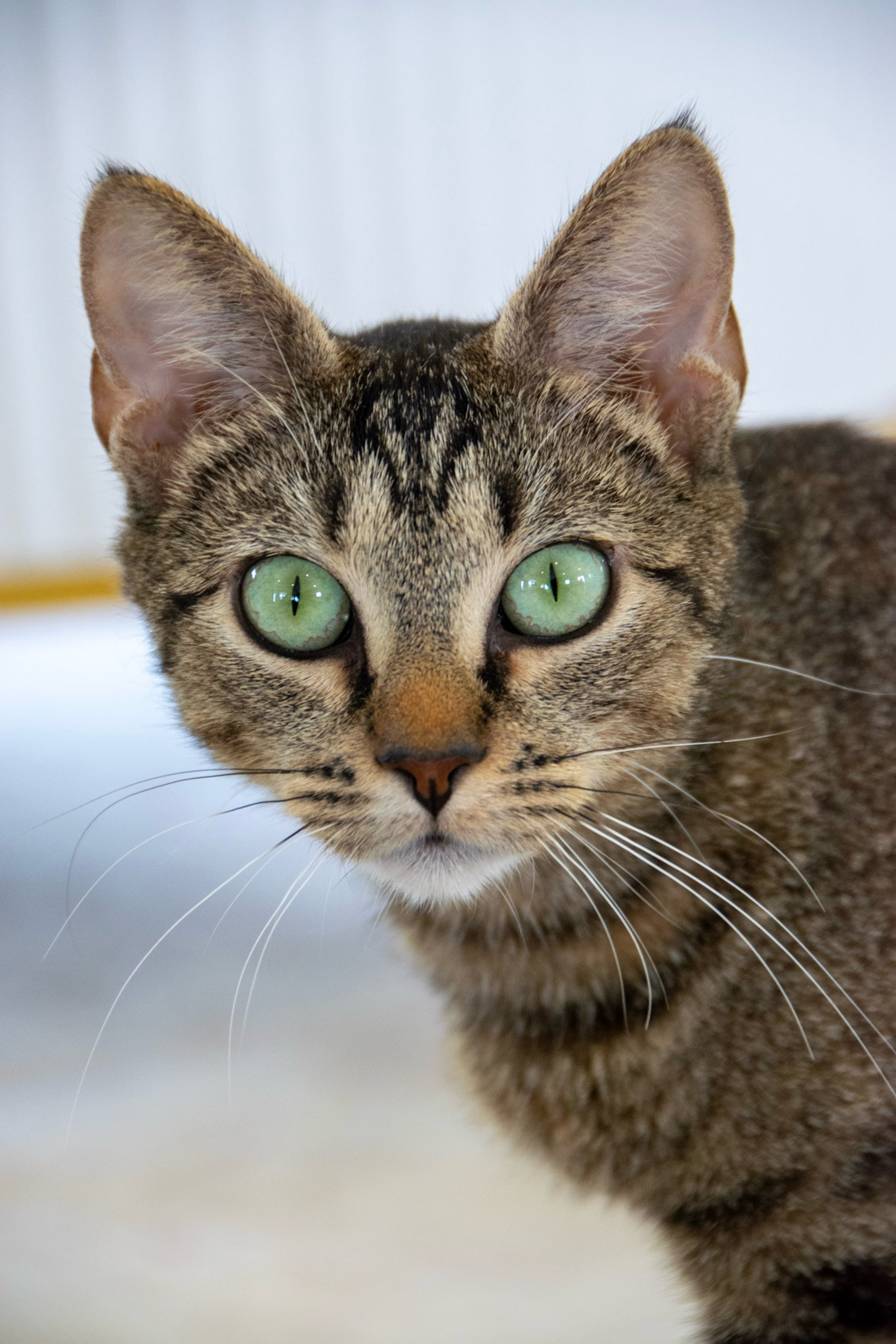 Against a pale wall, a brown tabby with pink-lined ears and pale green eyes turns its head back to the camera while its body angles away.